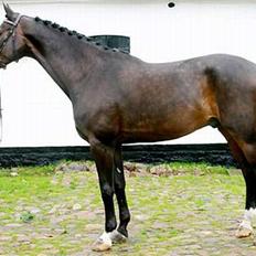 Dansk Varmblod Lambadino