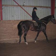 Dansk Varmblod Lambadino