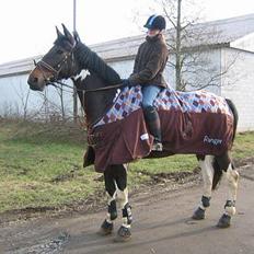 Hollandsk Varmblod Ranger  †