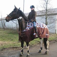 Hollandsk Varmblod Ranger  †