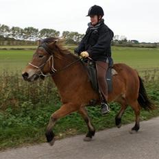 Islænder Tritla fra Rønnekildegård