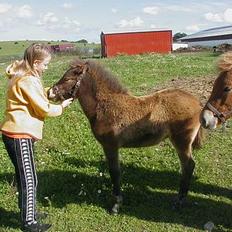 Islænder Tritla fra Rønnekildegård