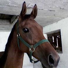 Tysk Oldenburger Majsens Ophelia.