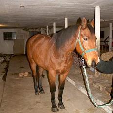 Tysk Oldenburger Majsens Ophelia.