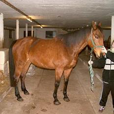 Tysk Oldenburger Majsens Ophelia.