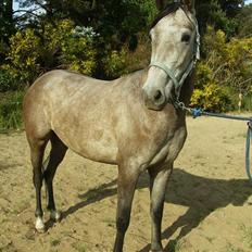 Anden særlig race Åbygårds Cinderella(Cindy