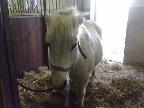 Anden særlig race Silver (Gammel Part)R.I.P - Sure Silver... Skal man da altid være Glad? billede 8