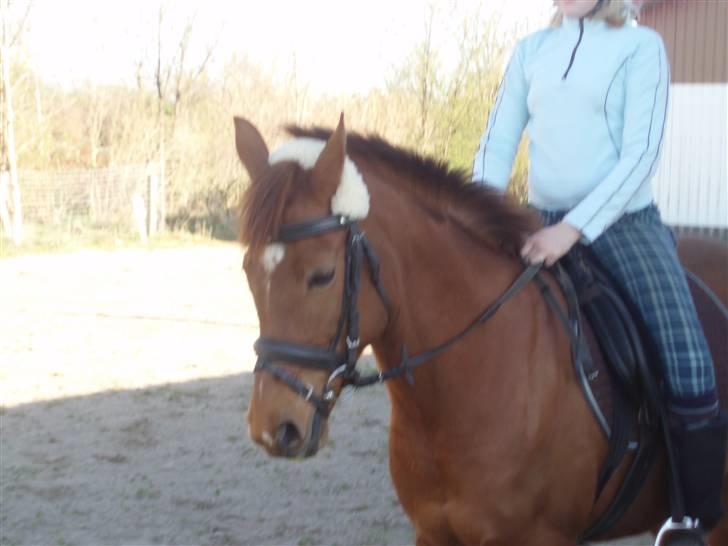 Anden særlig race Rose   - Rose og mig hjemme på ridebanen billede 2