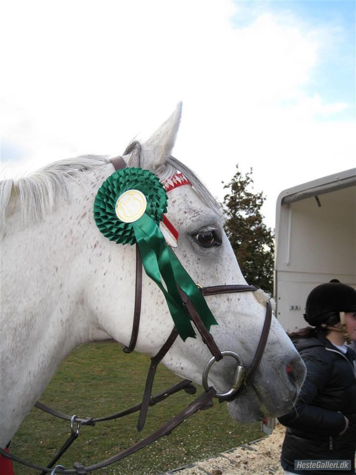 Arabisk fuldblod (OX) Ta Malim Ox - Tamse er dygtig :D 4 plads i lb til distriktstævne, han var super (: Tak til chrille for billedet (: <3. billede 6