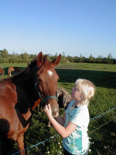 Anden særlig race Rose   - Hurtig kys over hegnet billede 5