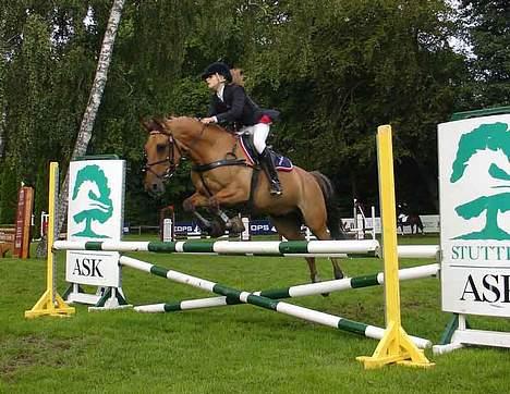 Irsk Sportspony Limbo  - Distrikmesterskab 06 parken  billede 1