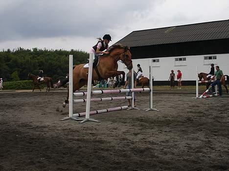 Irsk Sportspony Limbo  - opvarmning til vores første La , 06 billede 4