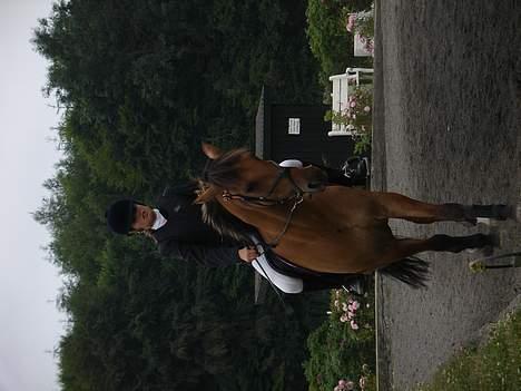 Irsk Sportspony Limbo  - limbo (; billede 5