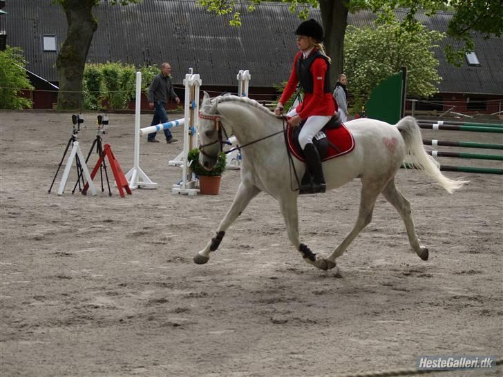 Arabisk fuldblod (OX) Ta Malim Ox - Første distiktstævne, nr 7 i lb. Elsker dig pony. <3 Tamse er god til fri trav :P  Lige da vi er kommet ind på banen :)  billede 11