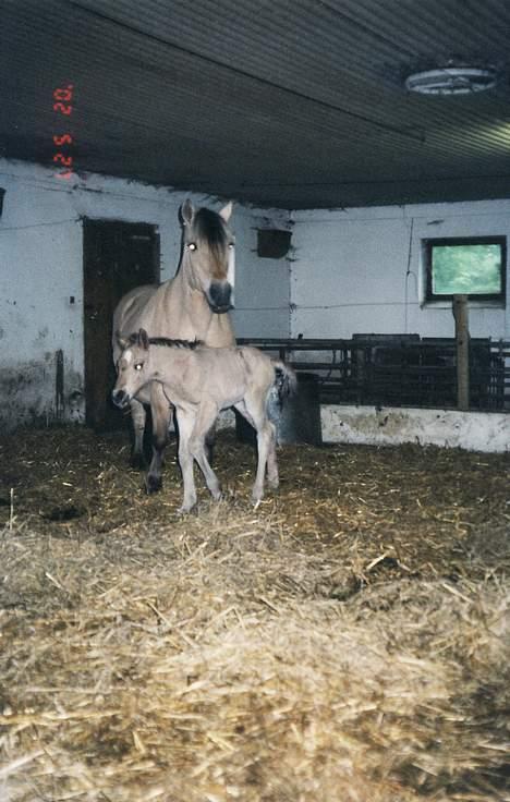 Fjordhest Susi  - Susi med hendes føl Seiko billede 8