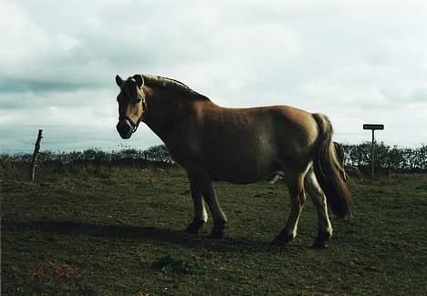 Fjordhest Susi  - Susi på marken billede 9