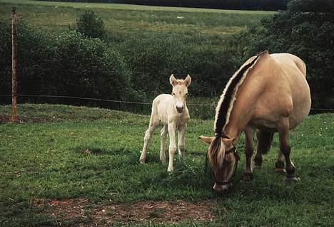 Fjordhest Susi  - Susi med hendes andet føl filippa billede 10