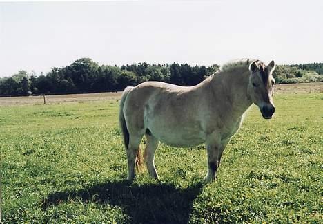 Fjordhest Susi  billede 11