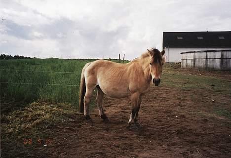Fjordhest Susi  - Susi efter hun lige har fået føl billede 13