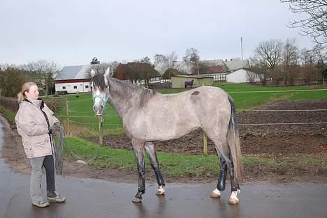 Pura Raza Española Dalgards Guapa(aflivet) billede 15
