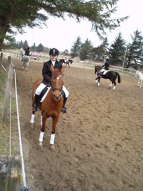 Anden særlig race Rose   - Rose og mig til stævne i HHH:-) billede 6