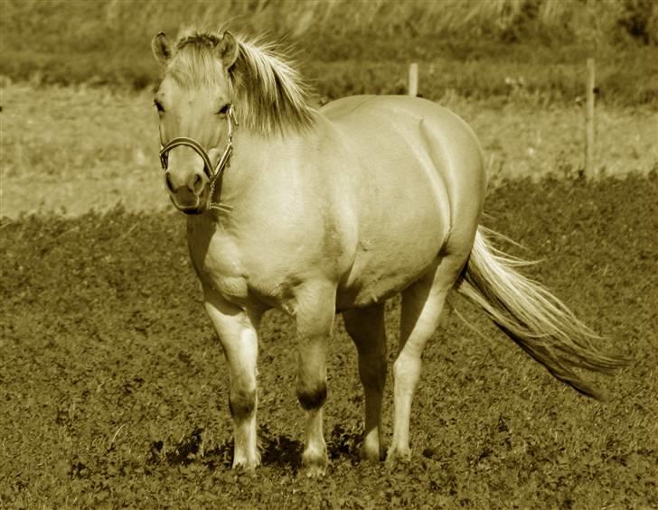 Fjordhest Lotti - Hyggebamsen.. billede 14