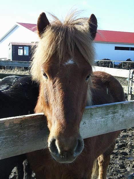 Islænder Stjarni fra Ólafssvöllum - hej og velkommen til moi, har du hø?? har du maaaaaajs?? skal ha´ gaaet paa malling dcj for at fatte joken^^ billede 1