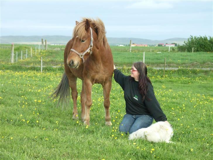 Islænder Stjarni fra Ólafssvöllum - uhh en bil^^ hygge paa marken 15/6 2007 fotograf Nanna igen igen billede 2