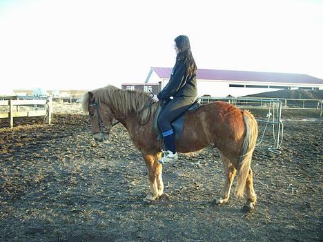 Islænder Stjarni fra Ólafssvöllum - tog lige en parade hehe fotograf Nanna igen... 4/4 2007 billede 4