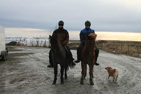 Islænder Stjarni fra Ólafssvöllum - det var en god fræser dejligt vejr billede 5