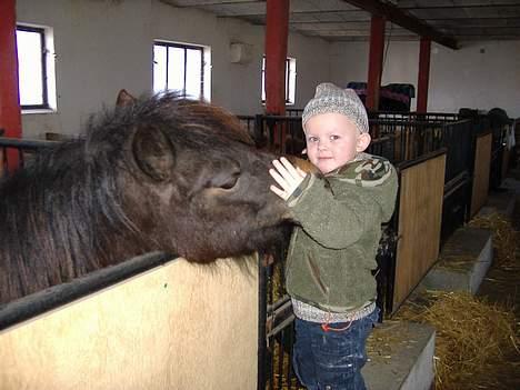 Anden særlig race Sisi ** død **  29/11 08 - Staldbillede - Sisi og Benjamin billede 5