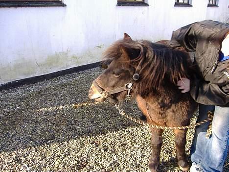 Anden særlig race Sisi ** død **  29/11 08 - Hva laver de derinde... billede 10