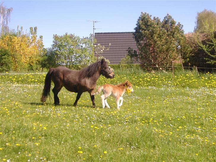 Anden særlig race Sisi ** død **  29/11 08 - Sisi og Lady på ny fold billede 11