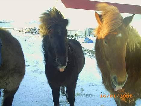 Islænder Stjarni fra Ólafssvöllum - Saa stop dog... nanananana rækker bare tunge ikk Freya? bedste venner billede 6