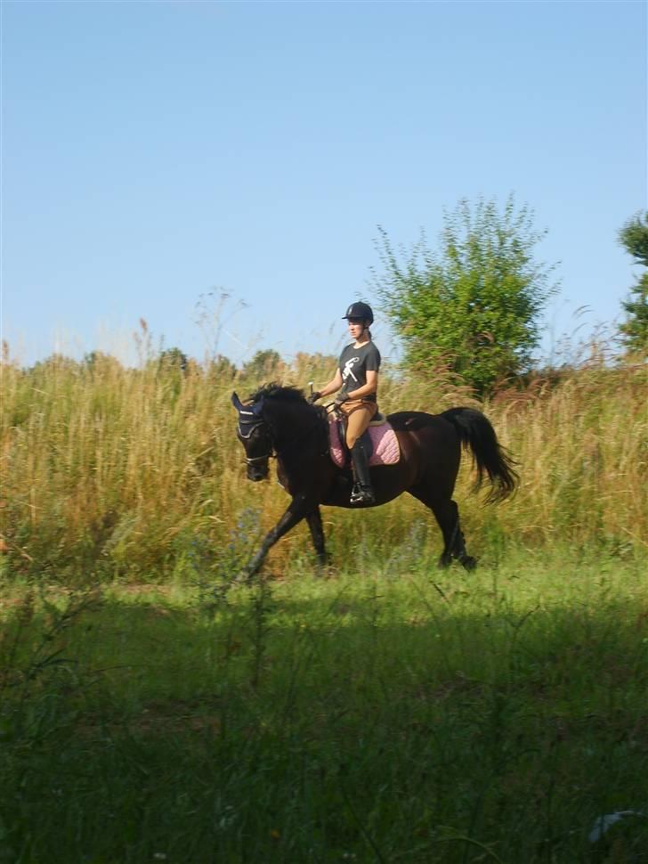 Pinto Monet - os igen billede 9