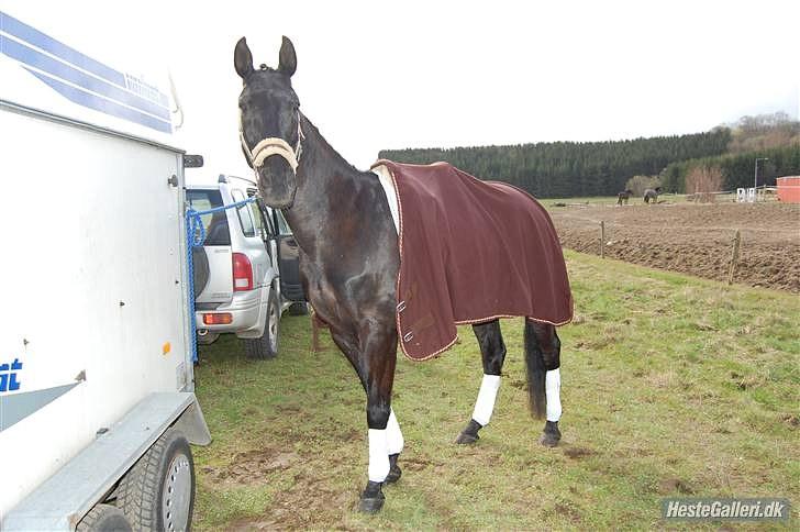 Pinto Monet billede 12