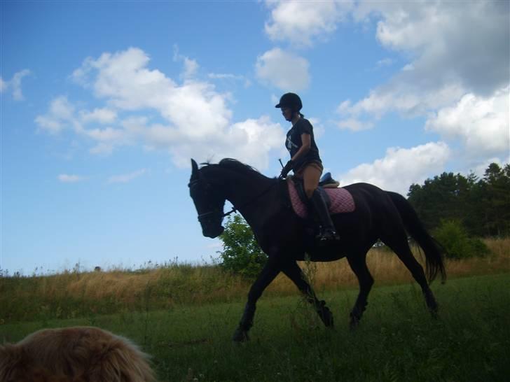 Pinto Monet billede 13