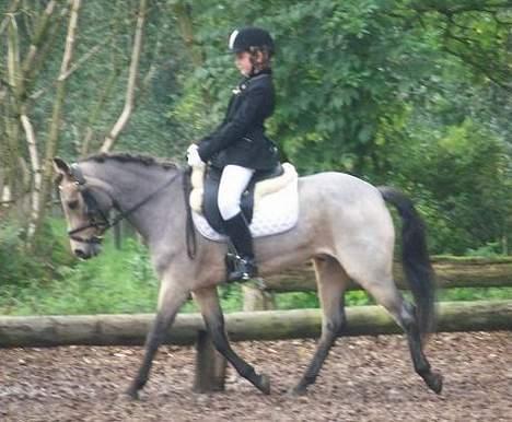 Welsh Pony af Cob-type (sec C) Rosengårdens Kasa solgt  billede 16