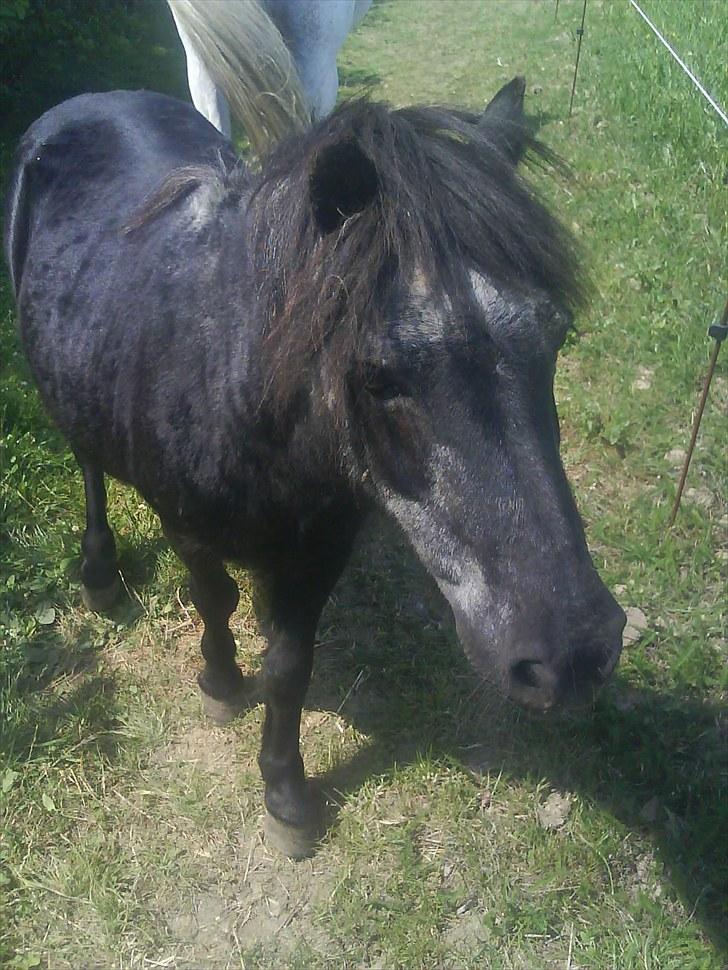 Shetlænder laban billede 5