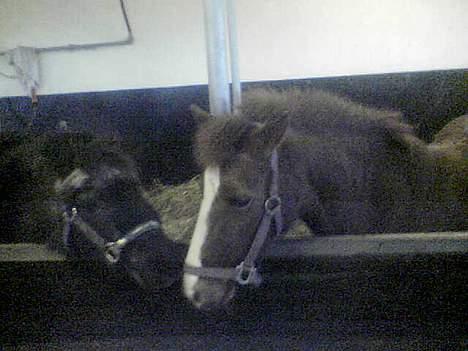 Shetlænder laban billede 6