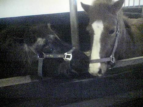 Shetlænder laban billede 7