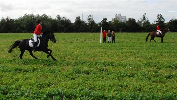 Anden særlig race Tara SOLGT - Her er jeg på vej over mål til opløb-Schackenborgjagt 07-Elsker TARA på det billede! billede 4