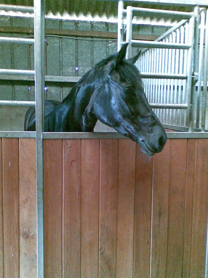 Anden særlig race Tara SOLGT - Efter ridetime-maj 2007 billede 5