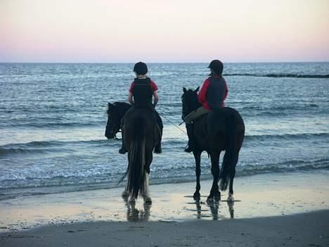 Anden særlig race Tara SOLGT - Her rider jeg og min bror en tur ved vesterhavet. billede 6