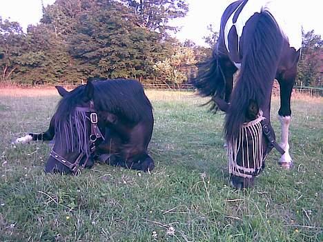 Anden særlig race Tara SOLGT - Tara og min brors hest Jupiter billede 7