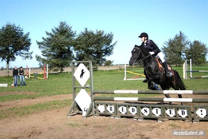 Anden særlig race Tara SOLGT - Omspringning- lc spring Bedsted. Fotograf: Annemette billede 13