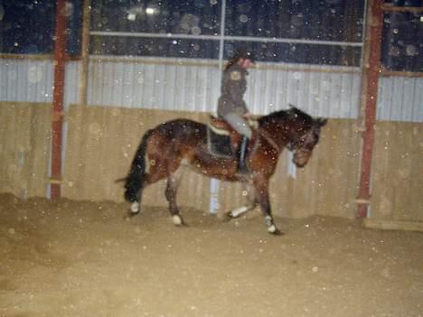 Connemara Pegasus solgt - så fin så fin han er billede 10