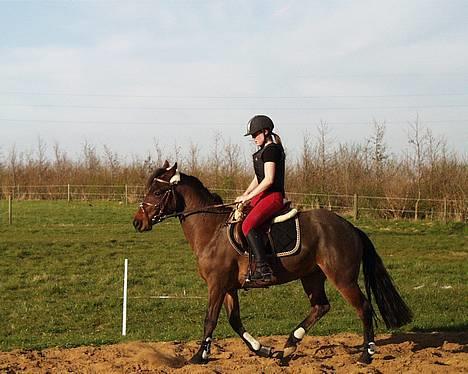 Connemara Pegasus solgt - løst men fin gang billede 12