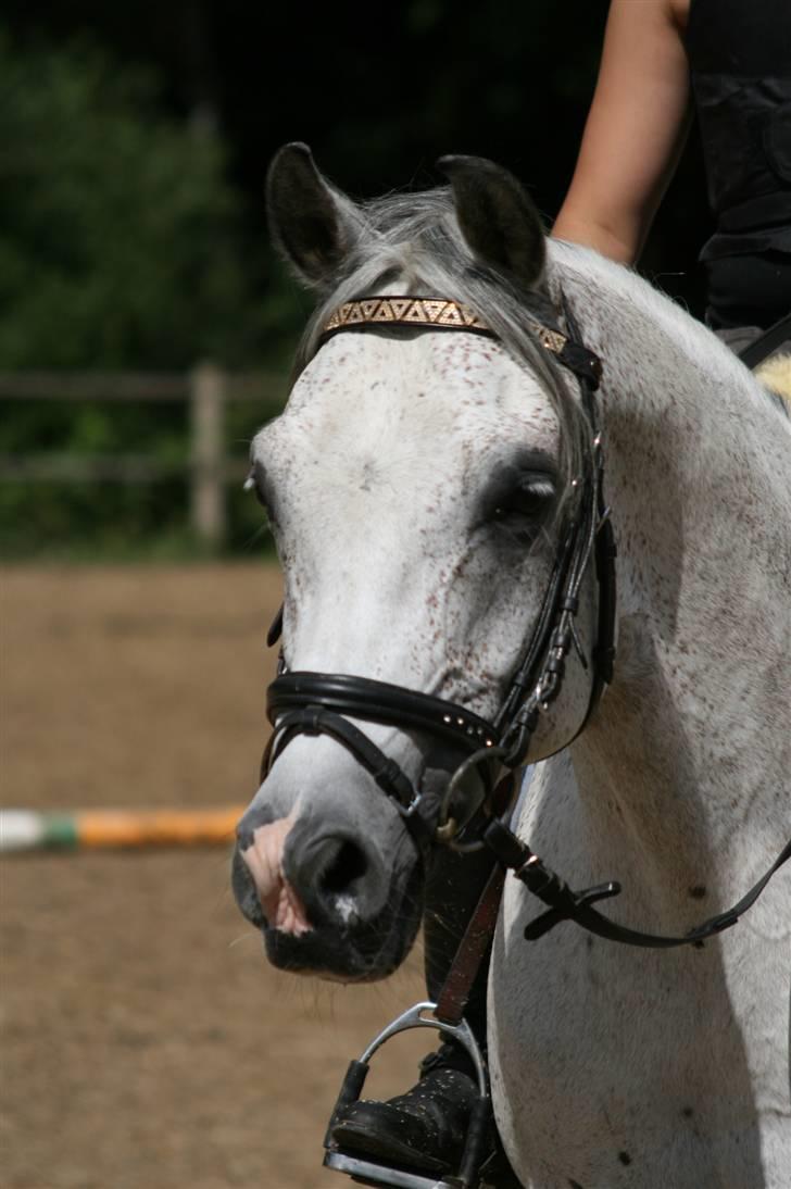 Hollandsk Sportspony Karim :) Solgt - Smukke Bimbim <33 Fotograf: Janni  billede 18