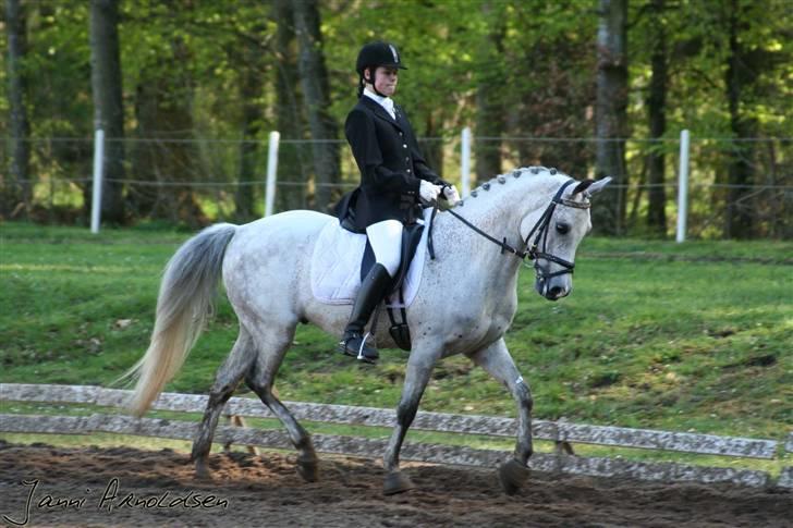 Hollandsk Sportspony Karim :) Solgt - Morsø <3 Fotograf: Janni billede 20